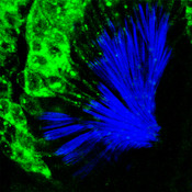 Late-stage Drosophila pupae stained with DSHB’s rabbit anti HA-rMs IgG (green) and Alexa Fluor™ Phalloidin 405 (blue). Secondary antibody: Life Tech, Oregon Green. Image credit: Mei-Ling Joiner